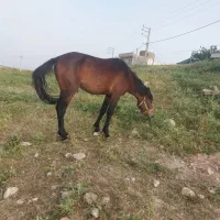 اسب سواری