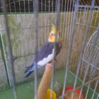 عروس هلندی نر  سخنگو و اهلی