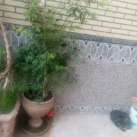 گل آبشار طلایی ۵ساله با گلدان
