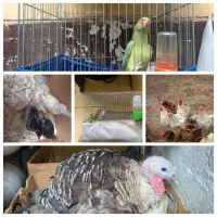 مرغ خروس طوطی جوجه بوقلمون کرچ