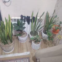 گل وگلدان های طبیعی