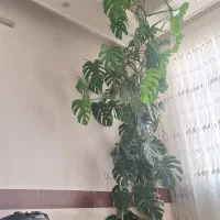 گل برگ انجیری