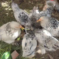 ۷ عدد برهما لایت ۵ ماهه