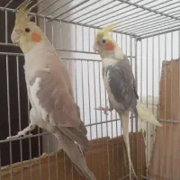عروس هلندی