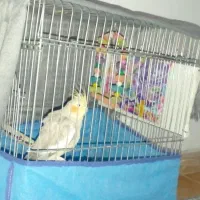 پرنده،عروس هلندی