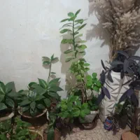 سی عدد گل