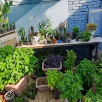گل و گیاه عمده