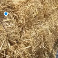 فروش کاه    پرس        کلش گندم
