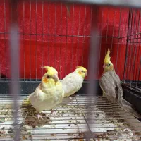 جوجه عروس‌هلندی