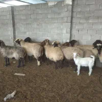 میش