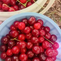 آلبالو تازه