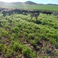 سگ سرابی