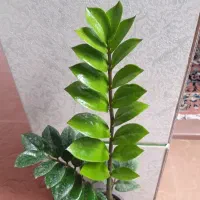 گل طبیعی