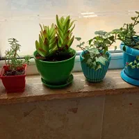 گل با گلدان