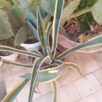 کاکتوس