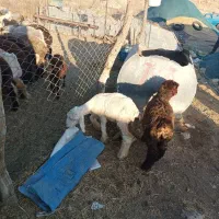بره|حیوانات مزرعه|دوگنبدان, |دیوار