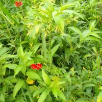 تعدادی گل