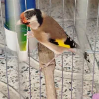 سهره