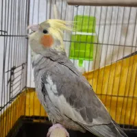 فروش عروس هلندی