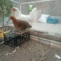 مرغ