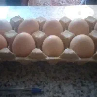 تخم نطفه دار آمروک