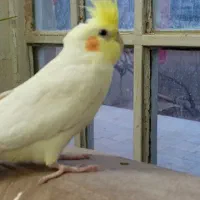 عروس هلندی نر