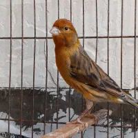 قناری