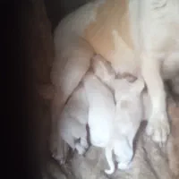 پاپی درجه۱