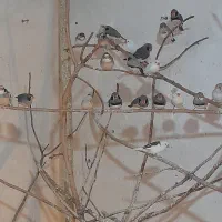 فنچ نروماده کارداده رو تخم و جوجه به شرط