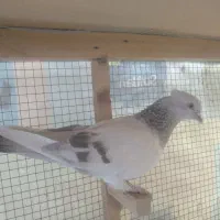 سوسنی ماده