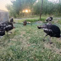 بوقلمون مرغ خروس