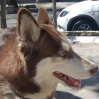 هاسکی ماده عقیم شده