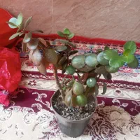 گل قاشقی|گل و گیاه طبیعی|مشهد, کوشک مهدی|دیوار