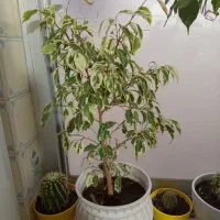 گل و گلدان طبیعی کاکتوس و...