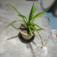 گل پاندانوس100000تومان