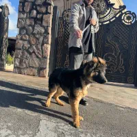 توله ژرمن شپرد