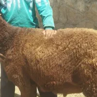 بره قوچ هتروافشاری