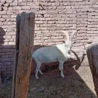 تکه بز سانن اصل تضمینی