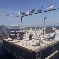 کفتر پرشی