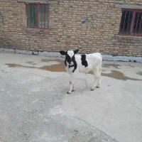 گوساله نر نمونه
