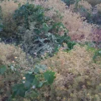 فروش-زمین