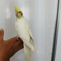 عروس هلندی ماده