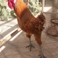 مرغ وخروس