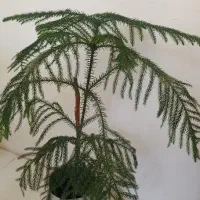 گل مطبق