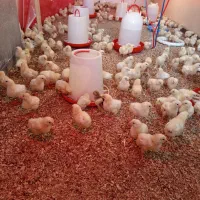 مرغ گوشتی