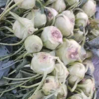 کلم سر|خوردنی و آشامیدنی|فیروزآباد (فارس), |دیوار