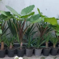 بالای ۲۰نوع گیاه بصورت یکجاواختصاصی/از ۱۰۰تا ۱تومن