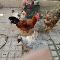 مرغ و خروس