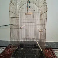 فروش عروس هلندی