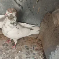 کبوتر ماده کله ای